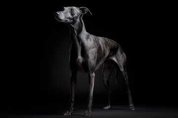 Obraz premium Sleek Dog Portrait Against Black Background