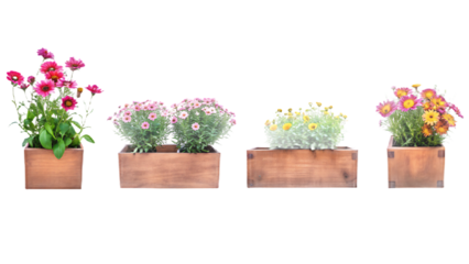 Four wooden planters with colorful flowers on white background isolated on a transparent background pink