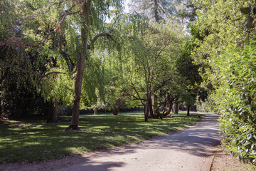 Fototapeta premium Caserta, Italy - 05.01.2025: Landscape of the palace garden of Reggia di Caserta (Royal Palace of Caserta) in green tones with many different trees and a walking path. Light and shadows.