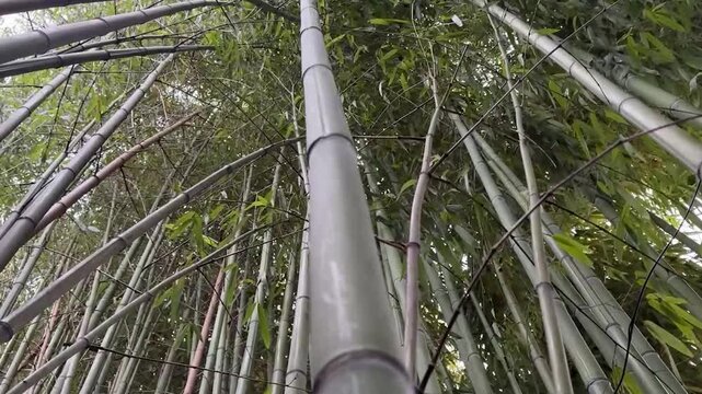 Foresta di bamb&ugrave; con vento