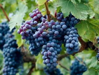 Fototapeta premium Bunch of ripe purple grapes hanging among green leaves on vine 