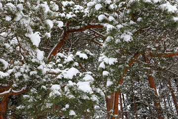 A pine branch covered in snow. Winter natural landscape.