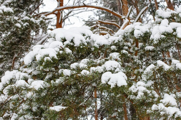 A snow-covered pine branch. Close-up of winter nature.