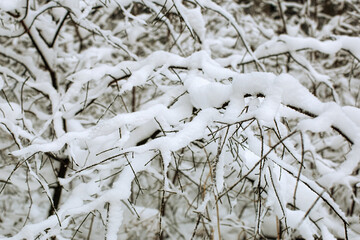A tree branch covered with snow. Winter landscape.