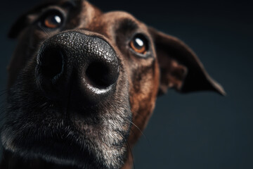Close-Up Portrait of a Dog's Face with Expressive Eyes