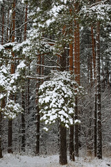 A branch of a pine tree, blanketed in snow. A winter scene of nature.
