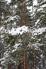 A pine branch covered in snow. Winter natural landscape.