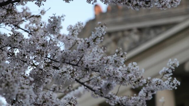 cherry blossom flowers in full bloom in front of neoclassical building in brooklyn new york (cherries flower blossoms sign of spring) museum columns garden branches trees botanic tree