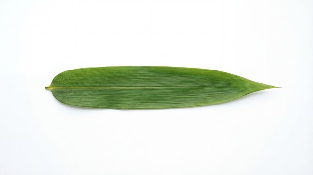 Single green bamboo leaf isolated on white background top view