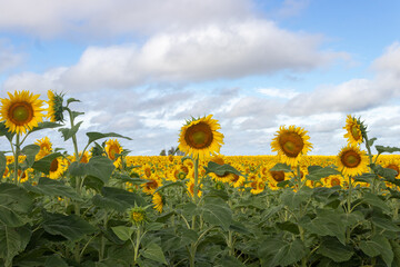 Agricultura en el campo con Girasoles