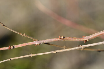 English redoul branches with buds - Latin name - Coriaria myrtifolia
