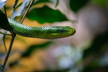 Fototapeta premium Green Snake among Leaves in Close-Up at TerraZoo Rheinberg