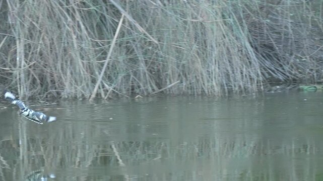 Pied Kingfisher (Ceryle rudis) Flying in 240fps 4K Slow Motion. Black and White Kingfisher Hovering and Gliding Over Water While Hunting Fish, Rapid Wing Beats Frozen in Ultra-Smooth Cinematic High-De