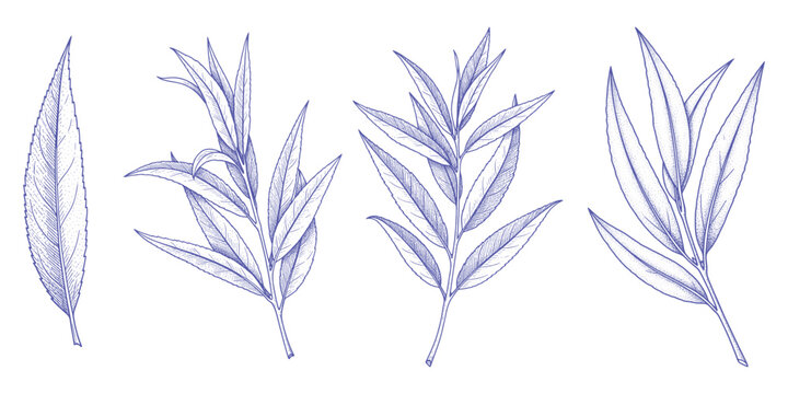 Willow leaves vector illustration pack featuring slender foliage for decorative plant art
