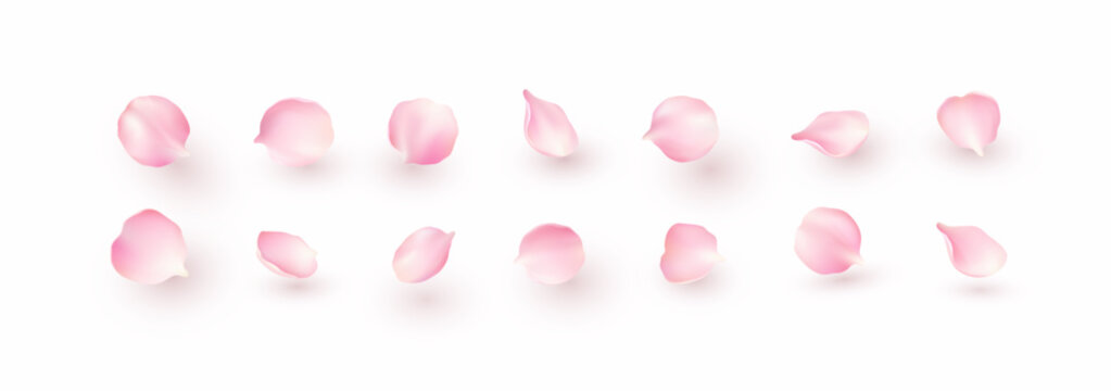 Petals of pink rose isolated on white background. Realistic sakura cherry flower elements for romantic banner design