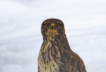 Close-up portrait of a Common Buzzard (Buteo buteo) looking at the camera