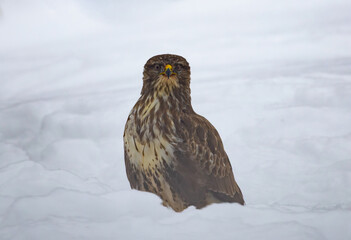 A Common Buzzard (Buteo buteo) standing in the snow