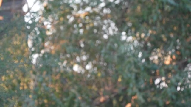 Pied Kingfisher (Ceryle rudis) Flying in 240fps 4K Slow Motion. Black and White Kingfisher Hovering and Gliding Over Water While Hunting Fish, Rapid Wing Beats Frozen in Ultra-Smooth Cinematic High-De