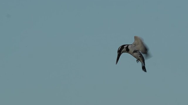 Pied Kingfisher (Ceryle rudis) Flying in 240fps 4K Slow Motion. Black and White Kingfisher Hovering and Gliding Over Water While Hunting Fish, Rapid Wing Beats Frozen in Ultra-Smooth Cinematic High-De