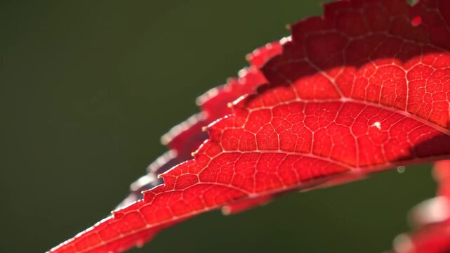 Close-up of vibrant red leaf with intricate veins detail on blurred background.