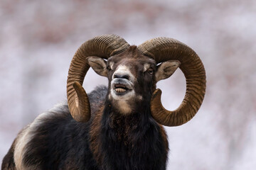 Aufnahme eines Mufflond mit schönen Hörnern.