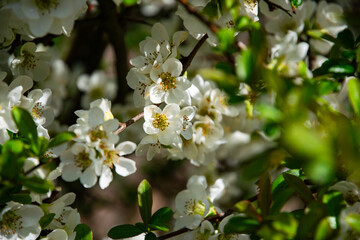Delicate white spring apple blossom	