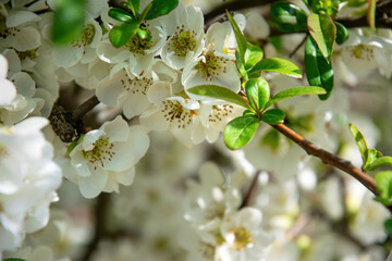 Delicate white spring apple blossom	