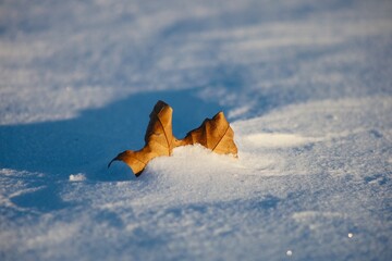 Blatt in der Schneewehe