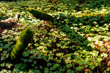 Sunlight filters through towering old-growth coastal redwoods in Humboldt Redwoods State Park, illuminating a lush floor of vibrant green ferns and clover along the iconic Avenue of the Giants.