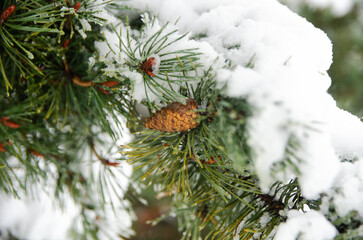 Snow Covered Pine Branch with Cone in Winter