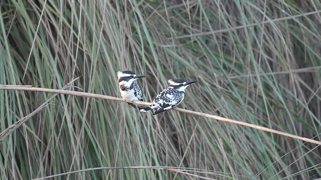 Pied Kingfisher (Ceryle rudis) Pair Sitting on Branch to Catch Fish in 120fps 4K Slow Motion. Two Black and White Kingfishers Perched Alert Over Water, Focused Hunting Behavior Captured in Cinematic 