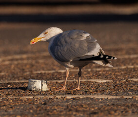seagull on the beach