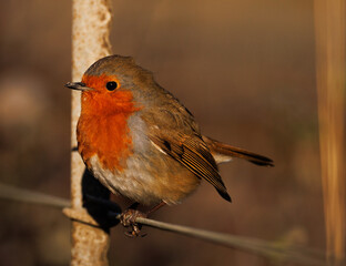 robin on a fence