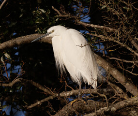 egret sat in tree 