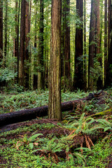 Obraz premium Sunlight filters through towering old-growth coastal redwoods in Humboldt Redwoods State Park, illuminating a lush floor of vibrant green ferns and clover along the iconic Avenue of the Giants.