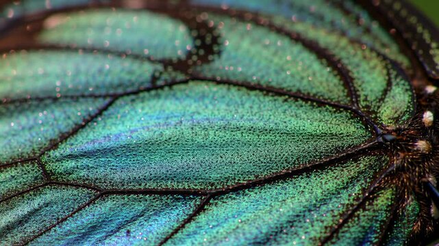 Macro shot of iridescent green butterfly wing with veins and shimmering details.