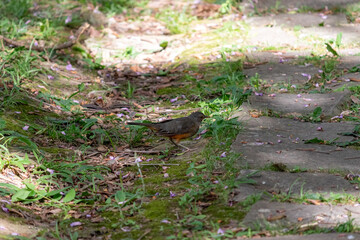 Fototapeta premium Rufous-bellied thrush in a city park.