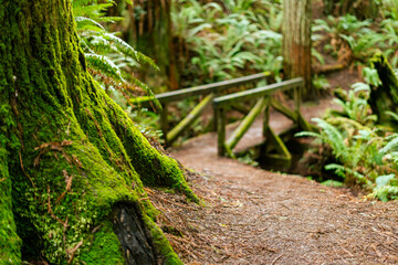 Rustic wooden footbridge spans a lush ravine in Arcata Community Forest, leading to trail stairs amidst towering redwoods and dense ferns in a serene Northern California temperate forest.