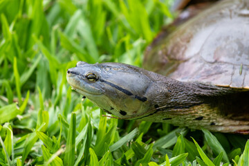 Obraz premium Photograph of a beautiful turtle. 