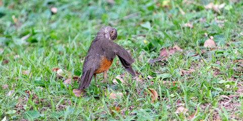 Obraz premium Rufous-bellied thrush in a city park.