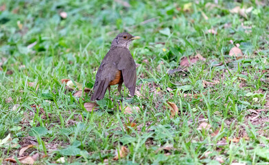 Obraz premium Rufous-bellied thrush in a city park. 