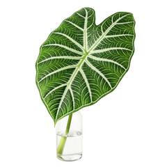 Single leaf in vase