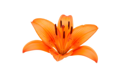 Vibrant orange lily flower isolated on transparent background
