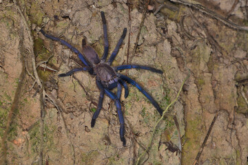 Closeup picture of an iridescent blue specimen of the Vietnam blue tarantula Chilobrachys dyscolus photographed in its biotope in Kep, Cambodia.
