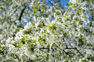 Blooming cherry tree in the spring garden