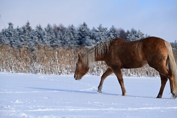 Schönes Pferd geht ruhig durch Neuschnee neben einem Feld © Grubärin