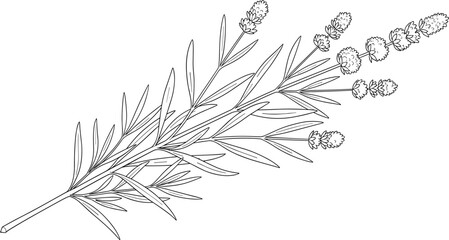 Black and white line of a lavender plant with leaves and flowers line black and white © Riyaj Vector Valley