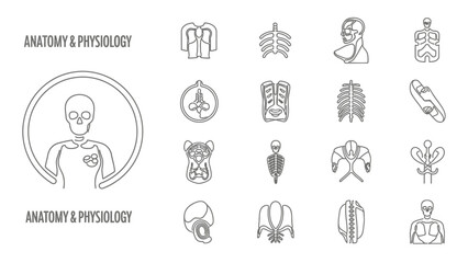 Fototapeta premium Anatomy And Physiology Icons Set: Human Skeleton, Torso, Skull, Ribs, Spine