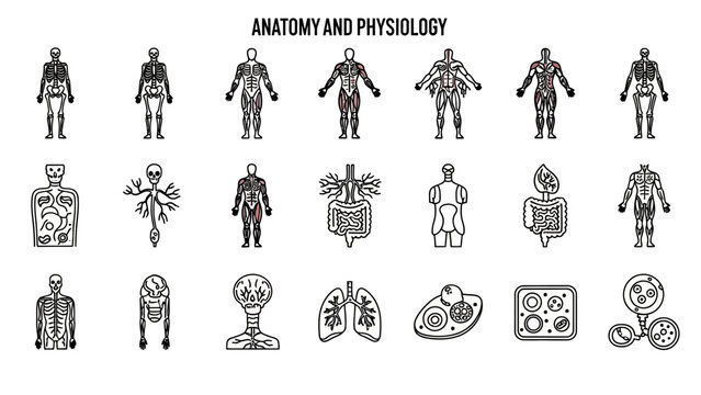 Human Anatomy and Physiology Icons Set: Skeleton, Muscles, Organs, Cells