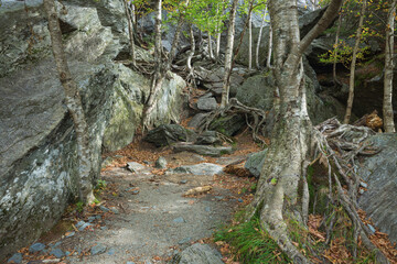 Fototapeta premium Rugged Forest Trail Among Giant Mountain Boulders